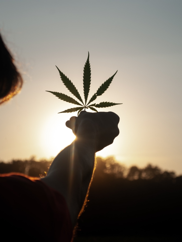 Person holding cannabis leaf in the sun.