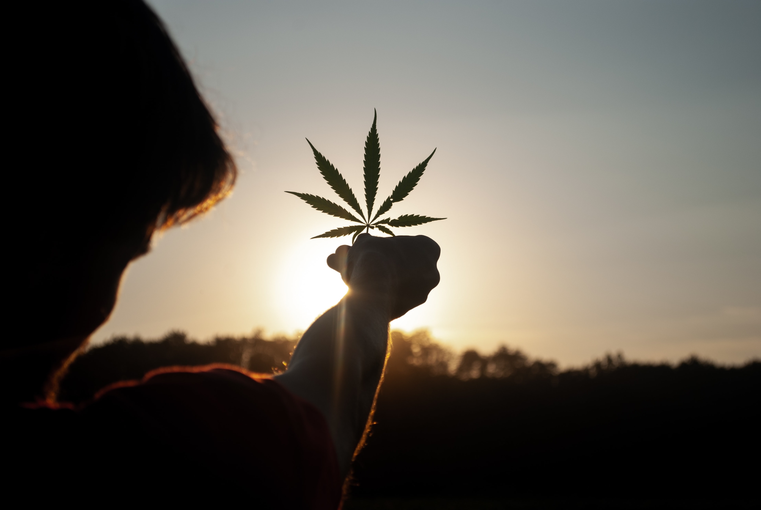 Person holding cannabis leaf in the sun.